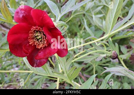 Paeonia delavayi pivoine de Delavay – fleurs de bordeaux se décolorant à une bande jaune pâle dans les centres pétale et des feuilles profondément divisées, May, Angleterre, Royaume-Uni Banque D'Images
