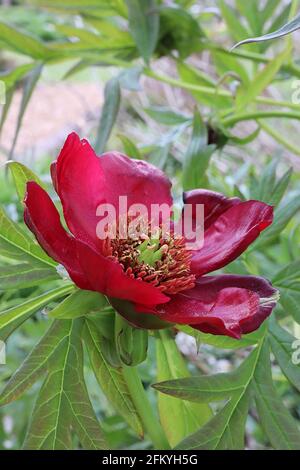 Paeonia delavayi pivoine de Delavay – fleurs de bordeaux se décolorant à une bande jaune pâle dans les centres pétale et des feuilles profondément divisées, May, Angleterre, Royaume-Uni Banque D'Images