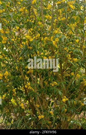 Mahonia aquifolium 'Apollo', raisin de l'Oregon 'Apollo' Banque D'Images