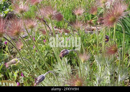 Fleurs de Pulsatilla vulgaris DISPARUES Pasqueflower - fleurs blanches et feuillage disséqué soyeux, avril, Angleterre, Royaume-Uni Banque D'Images