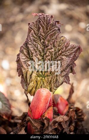 Jeune et vif Rheum Palmatum feuille et bourgeon montrant la texture, portrait naturel de plante Banque D'Images