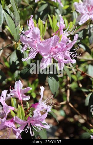 Rhododendron davidsonanium fleurs en forme d'entonnoir rose pâle avec des taches rouges, feuilles elliptiques vert foncé, mai, Angleterre, Royaume-Uni Banque D'Images