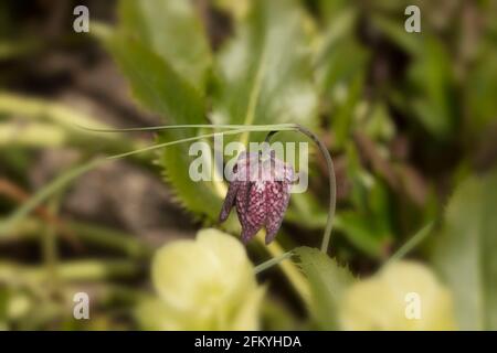 Fritilaria meleagris, frilalaire de tête de serpent dans l'herbe de prairie Banque D'Images