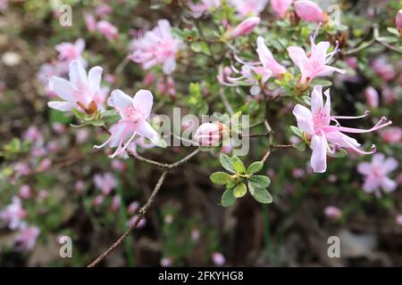 Rhododendron serpyllifolium Azalea serpyllifolium – fleurs rose pâle avec une légère tache rouge, de minuscules feuilles d'ovat vert foncé, mai, Angleterre, Royaume-Uni Banque D'Images