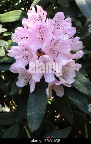 Rhododendron «Blue Peter» fleurs rose très pâle avec une tache pourpre foncé, feuilles oblongues vert foncé, mai, Angleterre, Royaume-Uni Banque D'Images