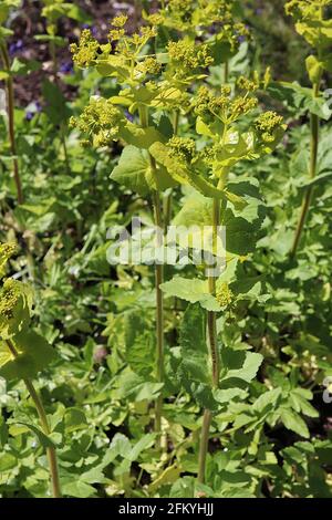 Smyrnium perfoliatum perfoliate Alexanders – fleurs vertes jaunes en ombelles sphériques et feuilles perfoliées, mai, Angleterre, Royaume-Uni Banque D'Images