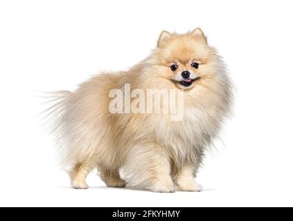 Petit chien de spitz crème debout, isolé Banque D'Images