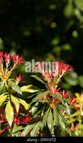 Pieris 'Forest Flame', Pieris floribunda 'Forest Flame', feuillage en plein soleil Banque D'Images