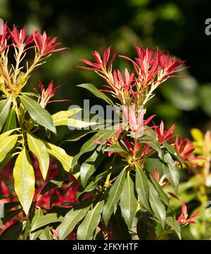 Pieris 'Forest Flame', Pieris floribunda 'Forest Flame', feuillage en plein soleil Banque D'Images