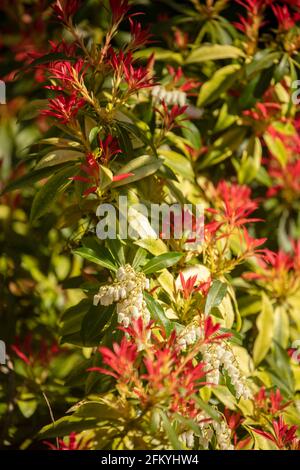 Pieris 'Forest Flame', Pieris floribunda 'Forest Flame', sous le soleil de printemps Banque D'Images