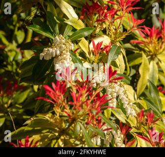 Pieris 'Forest Flame', Pieris floribunda 'Forest Flame', sous le soleil de printemps Banque D'Images