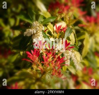 Pieris 'Forest Flame', Pieris floribunda 'Forest Flame', sous le soleil de printemps Banque D'Images