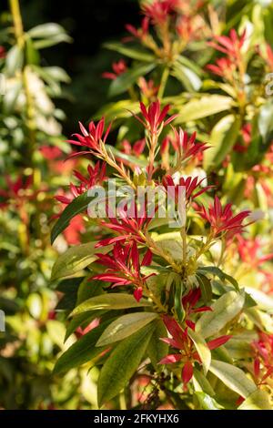 Pieris 'Forest Flame', Pieris floribunda 'Forest Flame', sous le soleil de printemps Banque D'Images