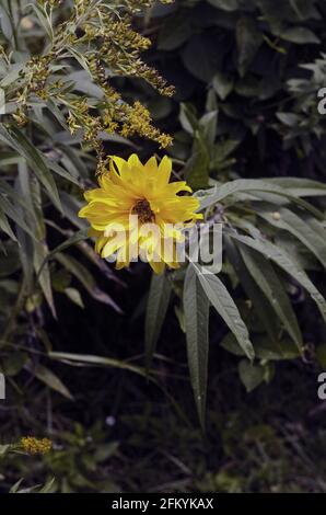 fleur jaune vif Banque D'Images