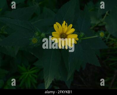 Fleur jaune avec de nombreux pétales Banque D'Images