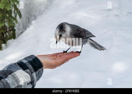 Le Canada jay prend des graines d'une main dans la forêt d'hiver. Banque D'Images