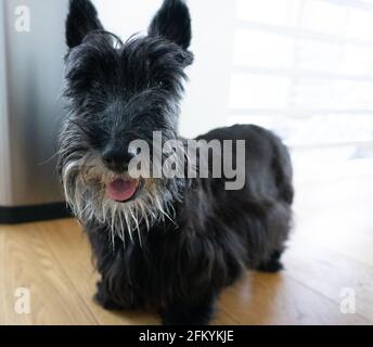 Un Terrier écossais plus âgé sourit avec sa langue Banque D'Images