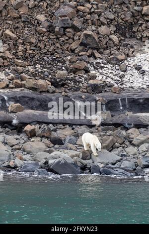 Une mère ours polaire, Ursus maritimus, qui se fait nourrir à Cape Brewster, au Groenland. Banque D'Images