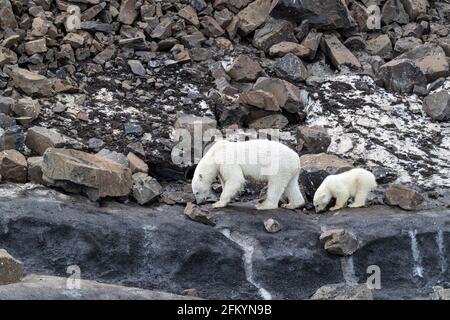 Une mère ours polaire, Ursus maritimus, avec un cub de l'année en quête de nourriture à Cape Brewster, au Groenland. Banque D'Images