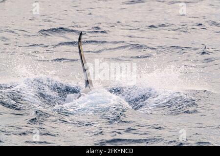 Orque à tête de taureau adulte, Orcinus orca, qui se déforme tout en se nourrissant de poissons le long de la côte est du Groenland. Banque D'Images