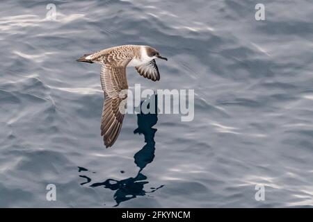 Grand shearwater, Ardenne gravis, est du Groenland Banque D'Images