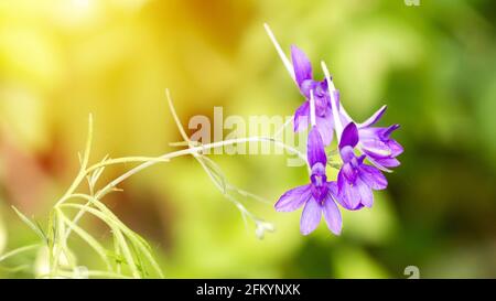 Consolia regalis, forking larkspur, roquette-larkspur, et champ larkspur fleurs violettes utilisées dans la médecine non traditionnelle. La fleur sauvage est bleue. Naturel Banque D'Images