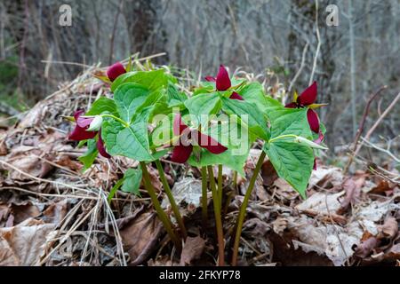 Trillium erectum, une colonie de plantes rouges à fleurs, qui pousse dans la forêt sauvage des montagnes Adirondack, NY USA au début du printemps. Banque D'Images