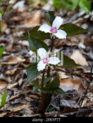 Deux plantes trillium peintes avec des fleurs, Trillium undulatum, poussant dans la nature sauvage des montagnes Adirondack au début du printemps. Banque D'Images