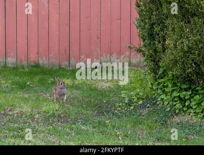 Lapin de coton de l'est assis à côté de l'arbusté avec les oreilles perchées et alerte sur une pelouse avec une clôture rouge en arrière-plan. Ontario, Canada. Banque D'Images