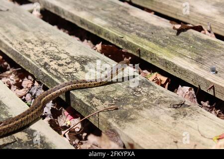 Un serpent de jarretière de l'est Banque D'Images