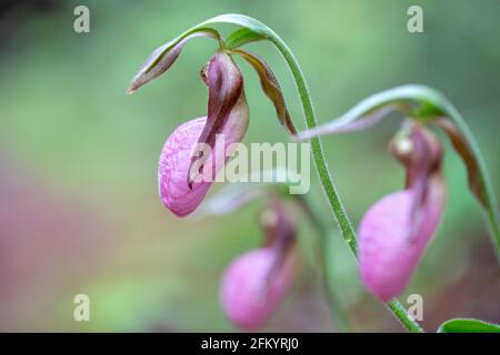 Pink Lady's Slipper (Cypripedium acaule) soft focus - Pisgah National Forest, Brevard, Caroline du Nord, Etats-Unis Banque D'Images