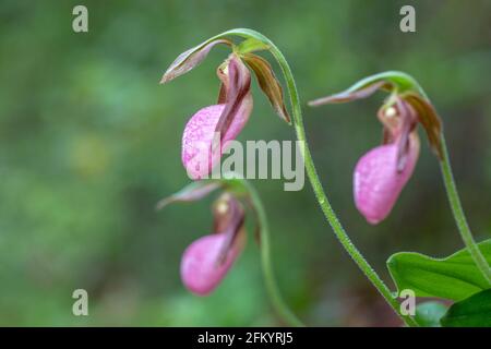 Pink Lady's Slipper (Cypripedium acaule) soft focus - Pisgah National Forest, Brevard, Caroline du Nord, Etats-Unis Banque D'Images