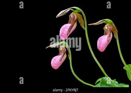 Pink Lady's Slipper (Cypripedium acaule) isolé sur fond noir - Pisgah National Forest, Brevard, Caroline du Nord, Etats-Unis Banque D'Images