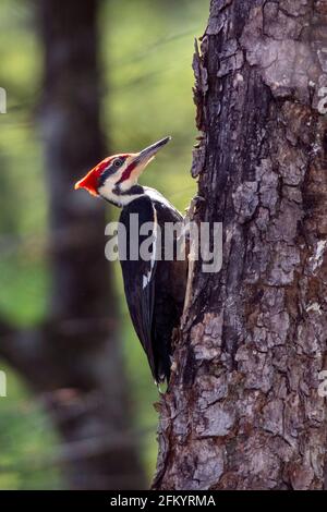 Pic piléé (Dryocopus pileatus) [Homme] - Brevard, Caroline du Nord, Etats-Unis Banque D'Images