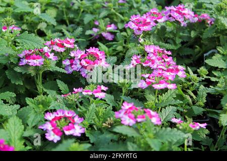 Un groupe de plantes de verveine rose et blanc en fleurs Banque D'Images