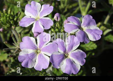 Macro de fleurs de verveine violet et blanc à rayures Banque D'Images