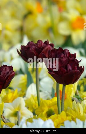 Une variété de fleurs printanières de perroquets noirs, de Tulips verts et de jonquilles jaunes et blanches dans un jardin botanique Banque D'Images