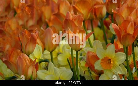 Des tulipes d'empereur d'orange frappantes et des jonquilles jaunes et orange Un jardin botanique Banque D'Images