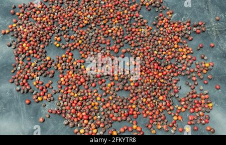 Café Arabica (Coffea arabica) grains qui sèchent au soleil, forêt amazonienne, Équateur. Banque D'Images