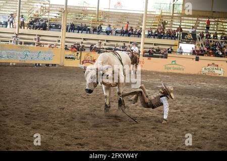 Un audacieux charro tient bon pendant l'événement exaltant d'équitation de taureaux au Campeonato Millonario Lienzo de Charro, un rodéo mexicain traditionnel. Banque D'Images