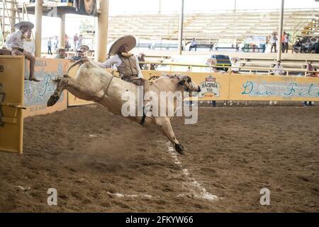 Un audacieux charro tient bon pendant l'événement exaltant d'équitation de taureaux au Campeonato Millonario Lienzo de Charro, un rodéo mexicain traditionnel. Banque D'Images