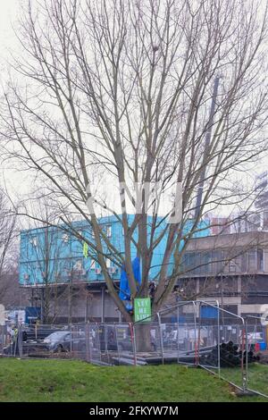 Les manifestants pour l'environnement occupent un arbre dont l'abattage est prévu par le conseil de Wandsworth pour permettre des travaux de régénération dans la région. Banque D'Images