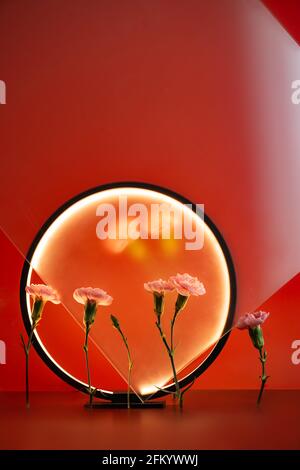 Fleurs roses en cercle lumière, fleur créative encore vie, Dianthus sur fond rouge Banque D'Images