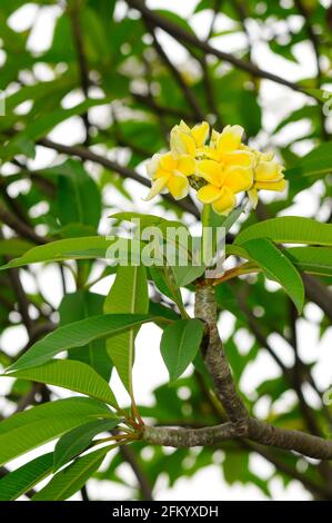 Frangipani (jasmin indien de l'Ouest) Banque D'Images