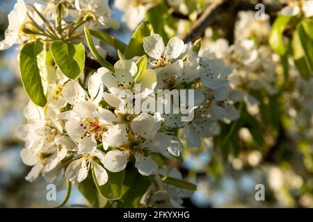 Fleurs de pommes dans un verger de Hood River, Oregon Banque D'Images