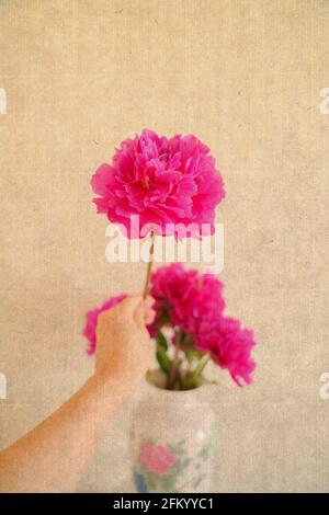 Peony est la fleur nationale de Chine Banque D'Images