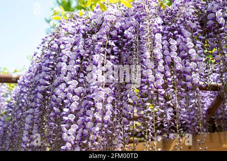 Wisteria en vacances de la semaine d'or à Niigata, Japon. Banque D'Images