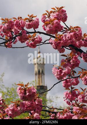 Magdebourg, Allemagne. 03ème mai 2021. Par temps changeant, le soleil passe de temps en temps et laisse les fleurs de la cerise ornementale japonaise près de l'historique Steam Engine House, dans la baie de Neustadt Havel, briller en rouge foncé. Credit: Stephan Schulz/dpa-Zentralbild/ZB/dpa/Alay Live News Banque D'Images