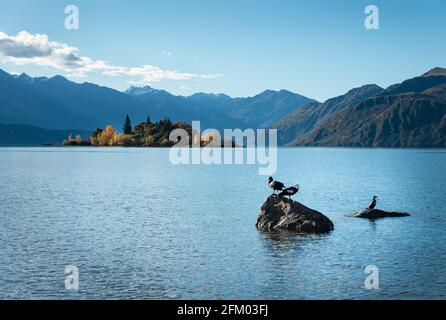 S'affaisse sur des rochers au lac Wanaka avec Ruby Island en arrière-plan, région d'Otago, île du Sud Banque D'Images