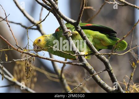 Amazone à tête jaune (Amazona oratrix), Parc Rosenstein, Stuttgart, Bade-Wurtemberg Banque D'Images